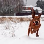 Musher’s Secret käpavaha koertele lume külma ja soola eest kaitseks